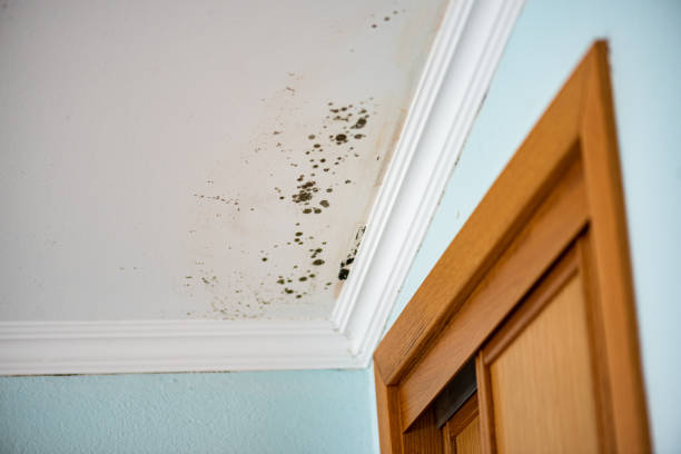 Best Attic Mold Remediation in Kayak Point, WA