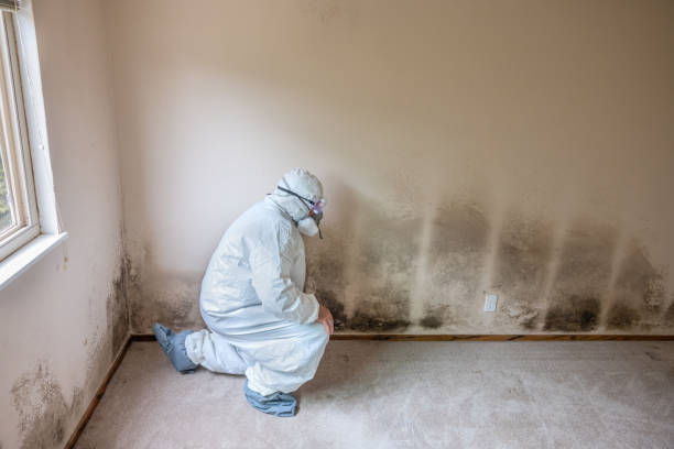 Best Localized Mold Remediation (e.g., coastal areas, humid climates) in Kayak Point, WA